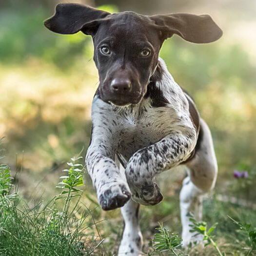 German Short Haired Pointer Dog Breed Purina